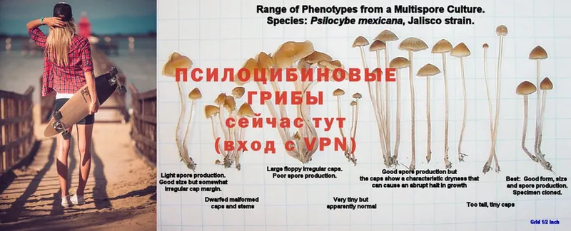 Галлюциногенные грибы Magic Shrooms  Киселёвск 